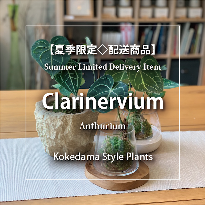クラリネルビウム：苔玉【夏季限定◇配送商品】