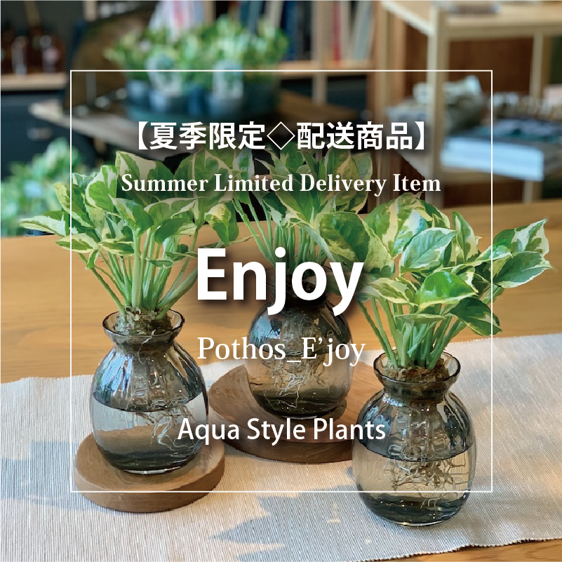 エンジョイ_ポトス：アクア【夏季限定◇配送商品】