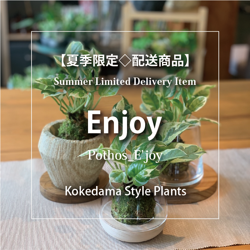 エンジョイ_ポトス：苔玉【夏季限定◇配送商品】