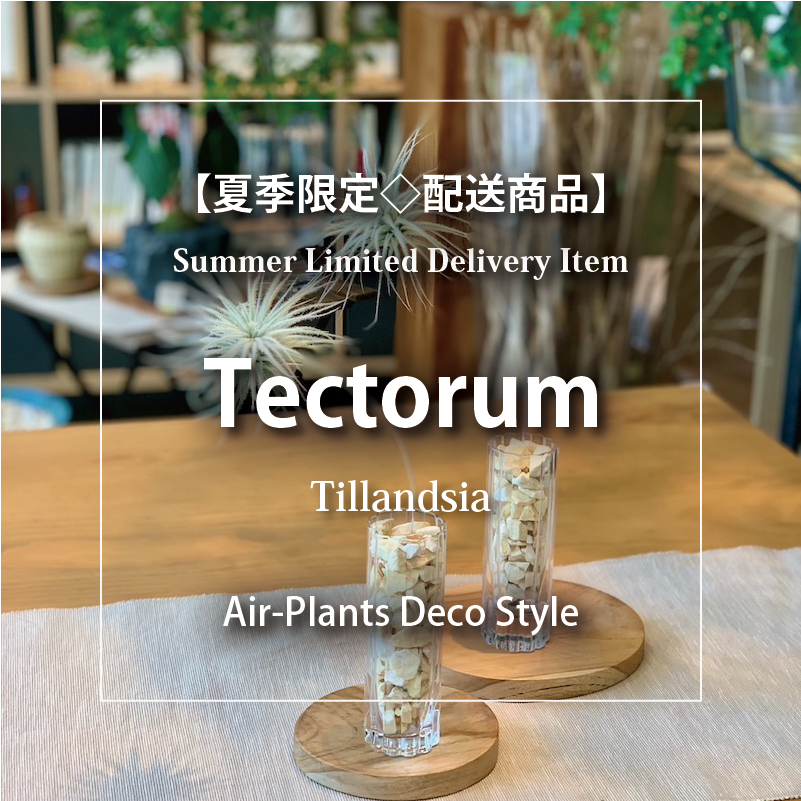 テクトラム_エアープランツ【夏季限定◇配送商品】
